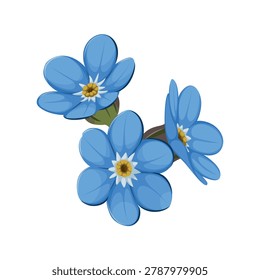 Forget me not flower on a white background. Vector.