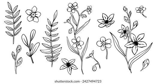 no me olvides de las flores. Conjunto de líneas botánicas vectoriales de arte. Línea dibujada a mano deja ramas y floración. Flores silvestres de la boda para la invitación guardar la tarjeta de la fecha. Vector verde para logotipo y tatuaje.