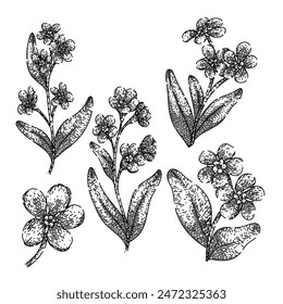 forget me not set hand drawn. spring watercolor, drawing line, isolated botanical forget me not vector sketch. isolated black illustration