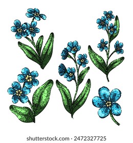 forget me not set hand drawn. spring watercolor, drawing line, isolated botanical forget me not vector sketch. isolated color illustration