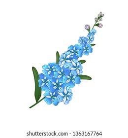 Forget me not sprig. Blue drawn decorative flowers vector illustration.