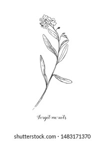 Forget Me Not Flowers Black White Hd Stock Images Shutterstock