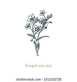 Forget Me Not vector illustration. Hand drawn sketch of Myosotis wild flower in engraving style. Botanical plant isolated.