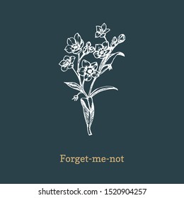 Forget Me Not vector illustration on dark background. Hand drawn sketch of Myosotis wild flower in engraving style. Botanical plant isolated.