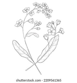 Forget me not vector outline illustration. Floral line art illustration.