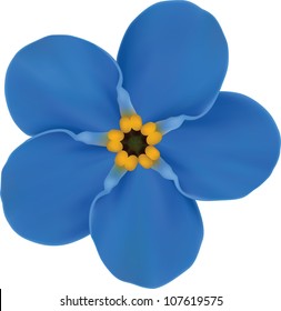 Forget-me  Blue Flower Isolated