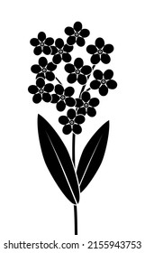 Forget-me-not. Black silhouette of a sprig of forget me not with flowers and leaves. Vector illustration isolated on white background.