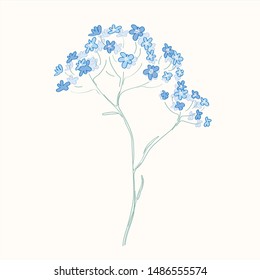 forget-me-not. blue delicate flower. realistic illustration