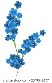 forget-me-not flower in blue color Vector illustration