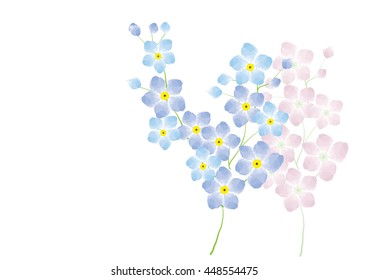 forgetmenot flower  blue and pink on white background