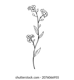 Forget-me-not flower vector illustration isolated on white background, ink sketch, decorative herbal doodle, line art style for design medicine, wedding invitation, greeting card, floral cosmetic