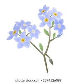Forget-me-not flower watercolor clipart, isolated vector illustration.