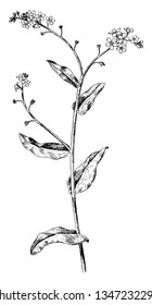 Forget-Me-Not is flowering plant; its leaves are alternate and tiny flowers. Lanceolate shaped leaves, vintage line drawing or engraving illustration.