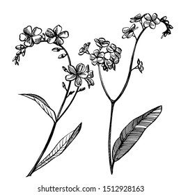 Forget-me-not flowers. Botanical illustration. Good for cosmetics, medicine, treating, aromatherapy, nursing, package design, field bouquet. Hand drawn wild hay flowers