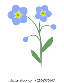 Forget-me-not, flowers and leaves, colorful illustration