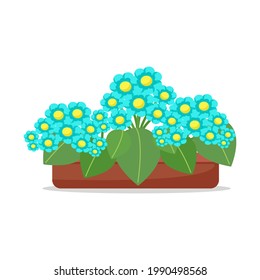 Forget-me-not flowers in a pot, houseplants, cute lush turquoise flowers, vector illustration in flat style, cartoon.