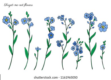 Forget-me-not flowers vector illustration isolated on white background, colorful ink sketch, decorative herbal doodle, line art for design medicine, wedding invitation, greeting card, floral cosmetic