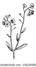 Forget-me-not or Myosotis sp., showing flowers, vintage engraved illustration. Dictionary of Words and Things - Larive and Fleury - 1895