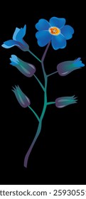 forget-me-not on black background vector illustration