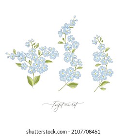 Forget-me-not spring summer flower botanical hand drawn vector illustration set isolated on white. Vintage romantic cottage garden florals curiosity cabinet aesthetic print.