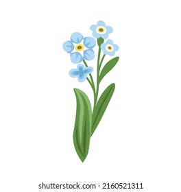 Flor no silvestre, planta Myosotis Sylvatica. Ilustración vectorial botánica, aislada en fondo blanco. Elemento decorativo plano dibujado a mano.