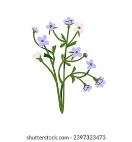 Forget-me-nots, field flower. Scorpion grasses, meadow floral plant. Gentle fragile wildflower. Beautiful blossomed blooms. Botanical decoration. Flat vector illustration isolated on white background.
