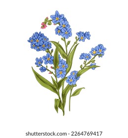 Olvídenme, miosotis, flor silvestre de primavera floreciente. Plantas florales con brotes suaves en estilo vintage. Grasas de escorpión. Ilustración vectorial realista dibujada botánicamente aislada en fondo blanco