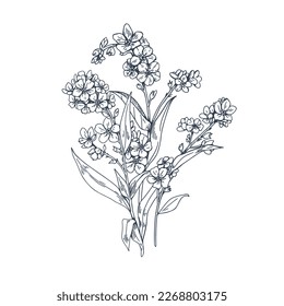 Olvídenme, flor de miosotis, dibujo botánico vintage. Planta floral esculpida con un estilo retro detallado. Grasas de escorpión. Ilustración vectorial dibujada aislada en fondo blanco