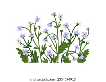 Forget-me-nots, spring flowers group, cluster decoration. Decorative wildflowers, blossomed blooms and leaves. Floral botanical decor. Flat graphic vector illustration isolated on white background