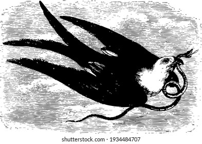 Fork Tailed Kite is twenty five inches long, vintage line drawing or engraving illustration.