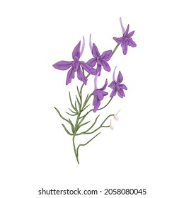 Forking larkspur flowers. Botanical drawing of wild floral plant. Realistic Consolida regalis herb. Wildflower in vintage style. Hand-drawn detailed vector illustration isolated on white background