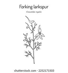 Forking larkspur, or rocket-larkspur (Consolida regalis), medicinal plant. Hand drawn botanical vector illustration