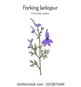 Forking larkspur, or rocket-larkspur (Consolida regalis), medicinal plant. Hand drawn botanical vector illustration