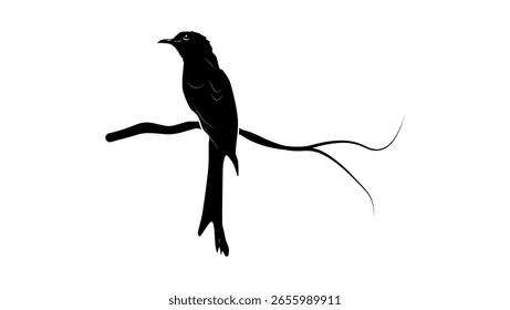 Fork-tailed Drongo-Cuckoo , black isolated silhouette 
