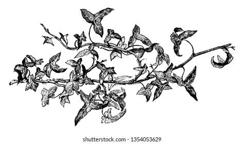 It is the form of "Ivy" and "Ivy grows upon or just beneath the surface of the ground. The leaves are brown in winter, vintage line drawing or engraving illustration.