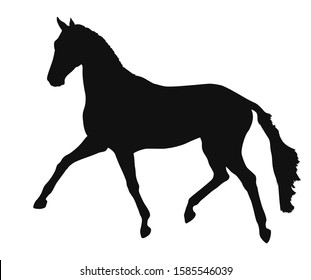 Form of running freely horse
