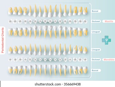 Dental Chart Form