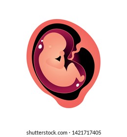 Formation of baby in mother tummy, woman pregnancy period