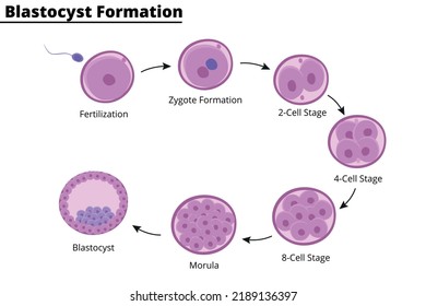 Formation of blastocyst. Embryology. First week of pregnancy. Stem cells. In vitro fertilization. Vector illustration. Didactic illustration.