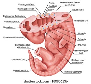 Formation of the branchial or pharyngeal arches in a fiwe-week-old human embryo - embryonic development of vertebrates Ã¢Â?Â? evolutionary origin, embryonic components