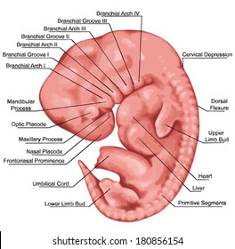 Formation of the branchial or pharyngeal arches in a fiwe-week-old human embryo - embryonic development of vertebrates Ã¢Â?Â? evolutionary origin, embryonic components