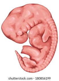 Formation of the branchial or pharyngeal arches in a fiwe-week-old human embryo - embryonic development of vertebrates Ã¢Â?Â? evolutionary origin, embryonic components