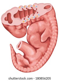 Formation of the branchial or pharyngeal arches in a fiwe-week-old human embryo - embryonic development of vertebrates Ã¢Â?Â? evolutionary origin, embryonic components