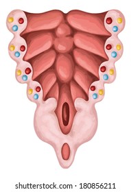 Formation of the branchial or pharyngeal arches in a fiwe-week-old human embryo Ã¢Â?Â? structure of the pharyngeal arches - embryonic development of vertebrates Ã¢Â?Â? evolutionary origin, embryonic components