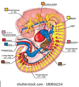 Formation of the branchial or pharyngeal arches in a fiwe-week-old human embryo - embryonic development of vertebrates Ã¢Â?Â? evolutionary origin, embryonic components