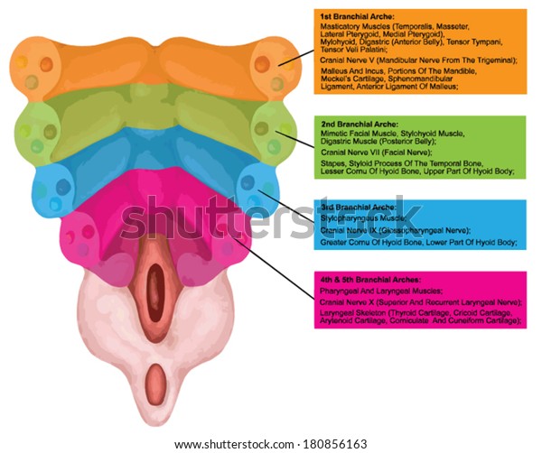 Formation Branchial Pharyngeal Arches Fiweweekold Human Stock Vector Royalty Free