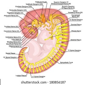 Formation Of The Branchial Or Pharyngeal Arches And The Nervous System Of The Human Embryo - Embryonic Development Of Vertebrates Ã¢Â?Â? Evolutionary Origin, Embryonic Components And Systems