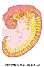 Formation Of The Branchial Or Pharyngeal Arches And The Nervous System Of The Human Embryo - Embryonic Development Of Vertebrates Ã¢Â?Â? Evolutionary Origin, Embryonic Components And Systems