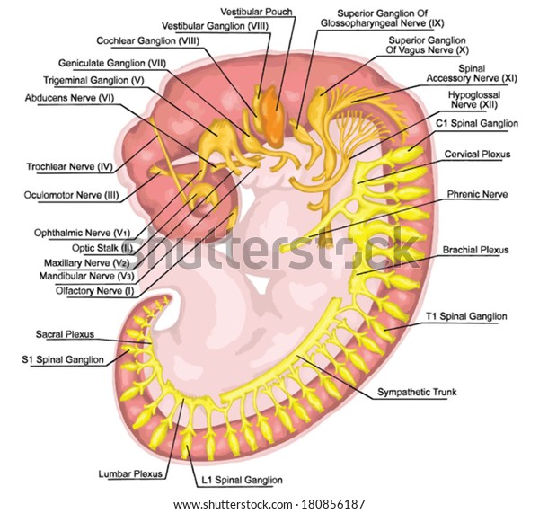 Formation Branchial Pharyngeal Arches Nervous System Stock Vector ...