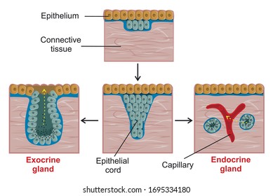 Exocrine Images Stock Photos Vectors Shutterstock